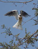 White-tailed Kite, juvenile, flying