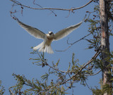 White-tailed Kite, juvenile, flying