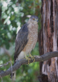 Cooper's Hawk, 02-Aug-2020