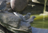 Western Bluebirds, adult female and three juveniles, 22/6/20