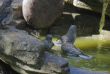 Western Bluebirds, adult female and three juveniles, 22/6/20