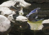 Western Bluebirds, 20-Aug-20