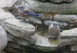 Western Bluebirds, 02-/sep-/20