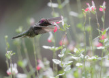 Anna's Hummingbird, male, 10-Oct-2020