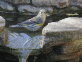 Yellow-rumped Warbler, Audubon's, 21-Oct-2020