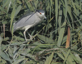 Black-crowned Night Heron, 31-Oct-2020