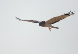 Northern Harrier, male, 31-Oct-2020