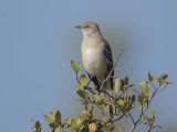 Northern Mockingbird, 31-Oct-2020