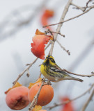 Townsend's Warbler, male, 25-Nov-2020