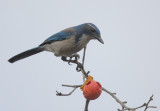 Western Scrub-Jay, 25-Nov-2020