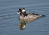 Bufflehead, female, 20-Dec-2020