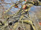 European Starling, persimmons, 20-Dec-2020