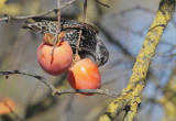 European Starling, persimmons, 20-Dec-2020
