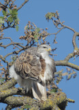 Ferruginous Hawk, 20-Dec-2020