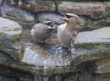 Cedar Waxwings, 29-Dec-2020