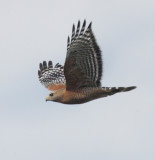 Red-shouldered Hawk, 10-Jan-2021