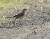 Northern Mockingbird, 18/Jan/2021