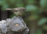 Hutton's Vireo, 21-Jan-2021