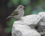 Purple Finch, female, 08-Feb-2021