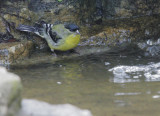 Lesser Goldfinch, male, 09-Mar-2021