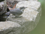 Pygmy Nuthatch, 17-Mar-2021