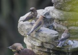 Cedar Waxwings, 23-Apr-2021