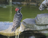Nuttall's Woodpecker, male, 10-May-2021