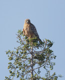 Red-shouldered Hawk, 10-May-2021