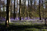Marvel of the English Countryside
