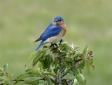 The Bluebird of Happiness