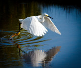 Snowy Egret