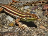 Up Close and Personal with a Lizard in Olympia, Greece