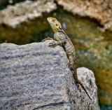 A Lizard on the Island of Delos, Greece