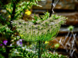 One of Many Interesting Plants on Delos, Greece