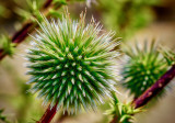 Another Plant on Delos