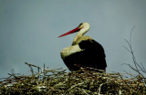 A Stork near Kuşadası, Turkey