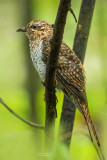 Plaintive Cuckoo  05477