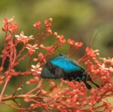 Blue Swallowtail