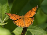 ORANGE BUTTERFLY KALISALAK INDONESIA