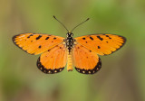  Acraea terpsicore, the tawny coster 