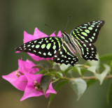 Graphium agamemnon, the tailed jay 