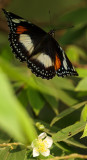 Great Eggfly west Jawa Indonesia April 2022