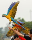 Macaw free flight over Indonesia rice fields 