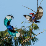 Indonesia; birds in flight