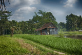 Ubud rural landscape
