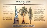 Enduring  Giant