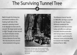 Tunnel Tree History