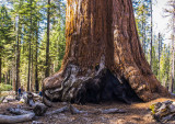 Sequoia's Massive Trunk -N