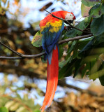 Scarlet Macaw, Rio Rincon bridge