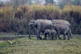 Indian elephant 